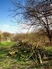 Tree Cuttings